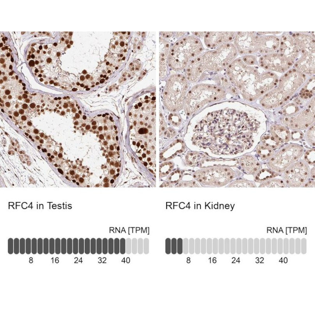 RFC4 Antibody