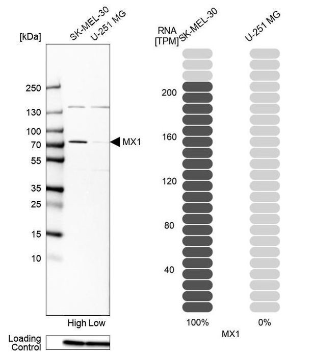 MX1 Antibody