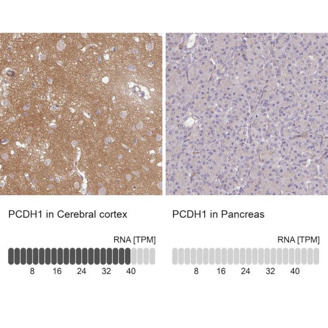 PCDH1 Antibody