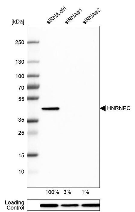 hnRNP C Antibody