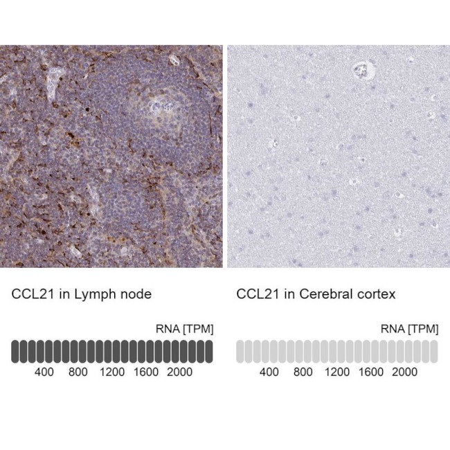 CCL21 Antibody