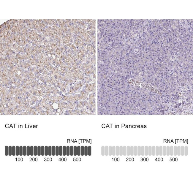 Catalase Antibody