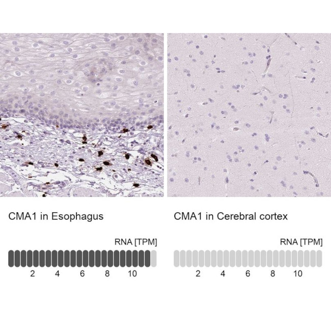 Mast Cell Chymase Antibody