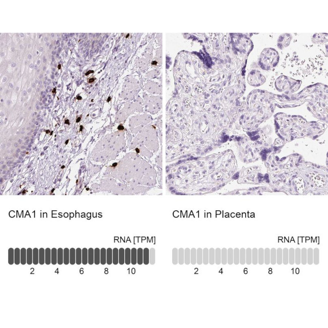 Mast Cell Chymase Antibody