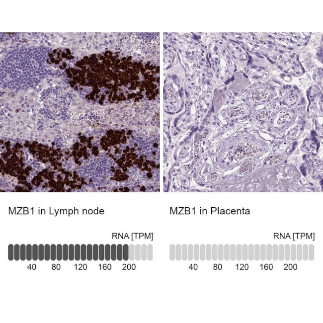 MZB1 Antibody