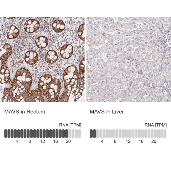 MAVS Antibody