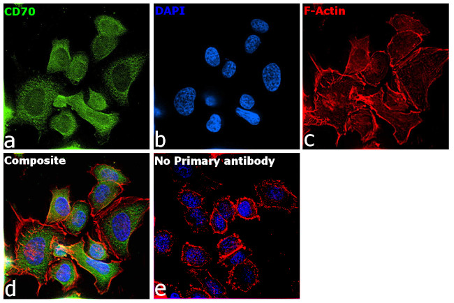 B7-H4 Antibody in Immunocytochemistry (ICC/IF)