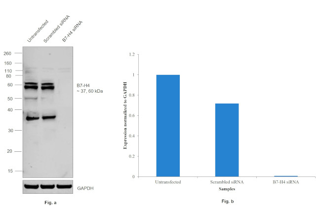 B7-H4 Antibody