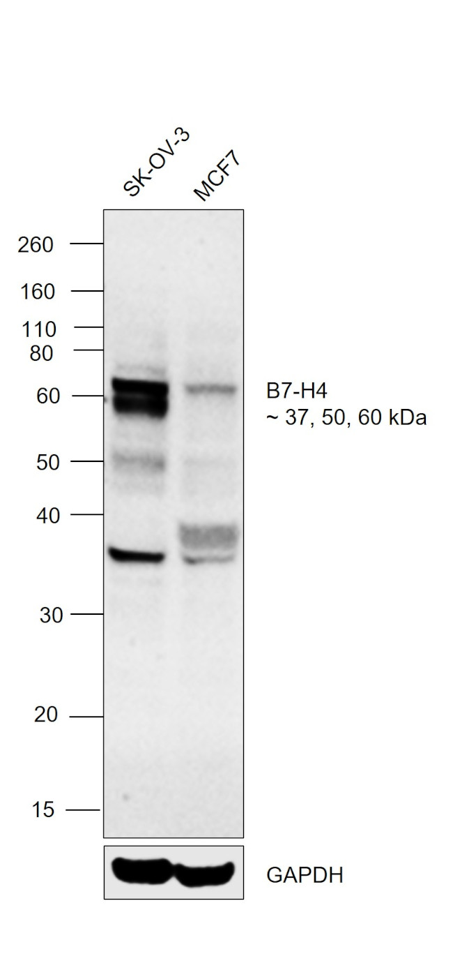 B7-H4 Antibody in Western Blot (WB)