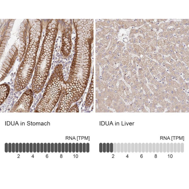 IDUA Antibody