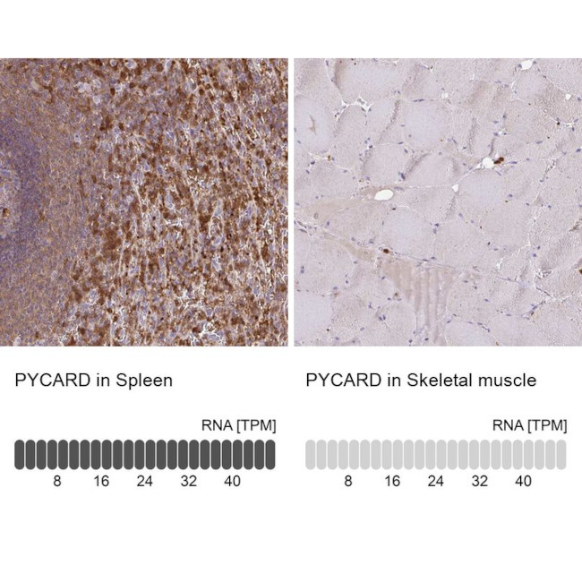 PYCARD Antibody