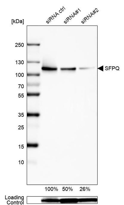 SFPQ Antibody