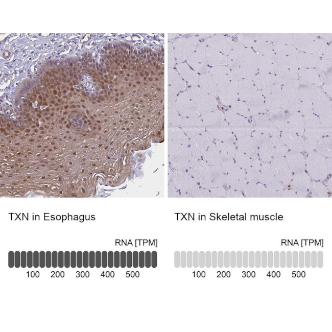 Thioredoxin 1 Antibody