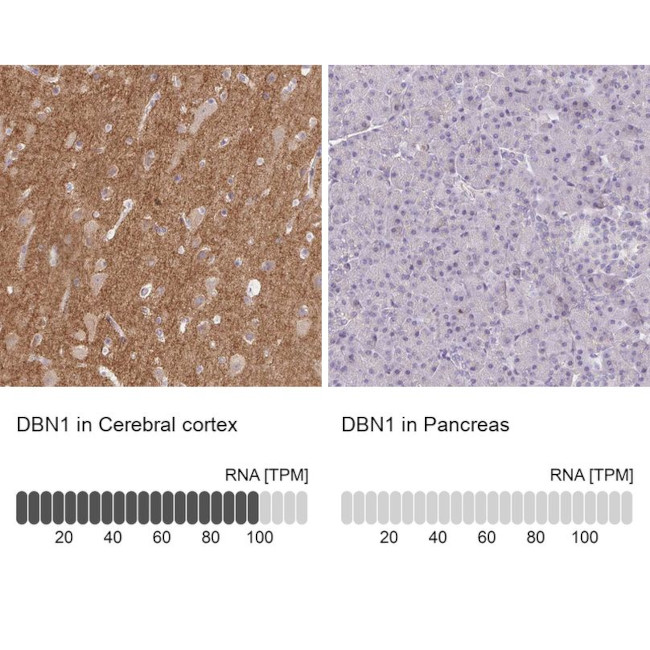 Drebrin Antibody