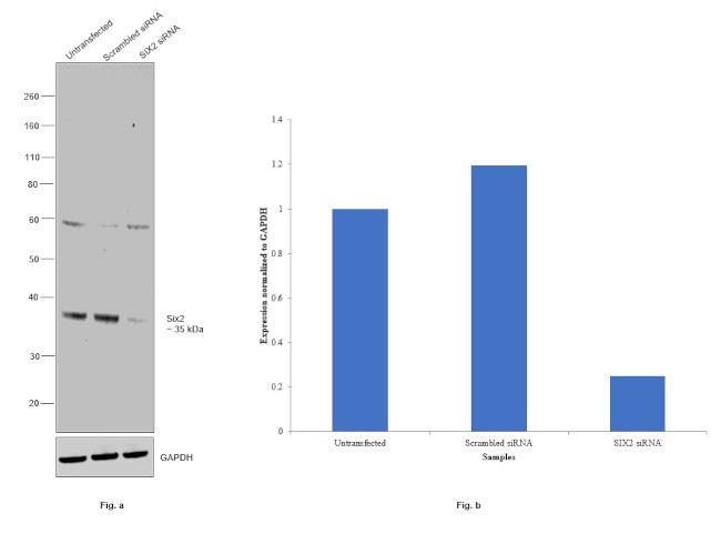 SIX2 Antibody