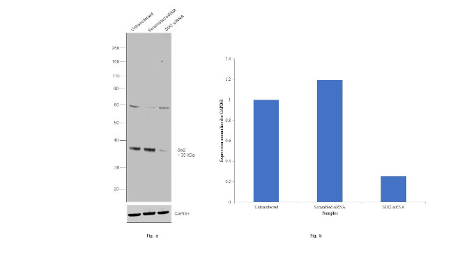 SIX2 Antibody in Western Blot (WB)