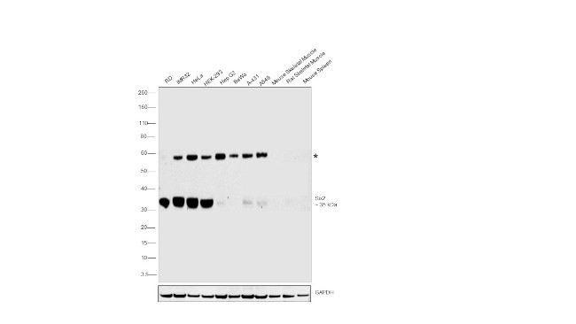 SIX2 Antibody in Western Blot (WB)