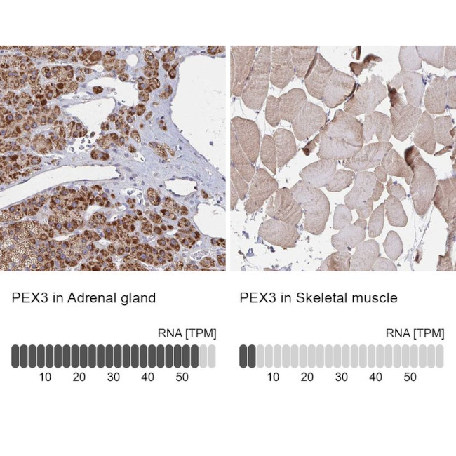 PEX3 Antibody