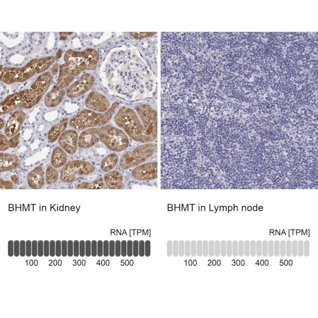 BHMT Antibody