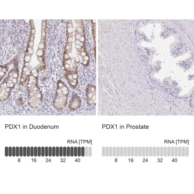 PDX1 Antibody