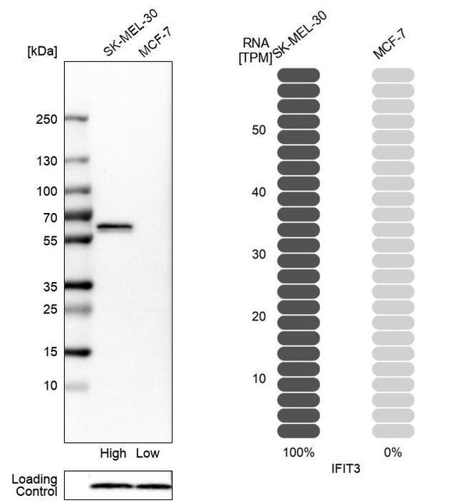 IFIT3 Antibody