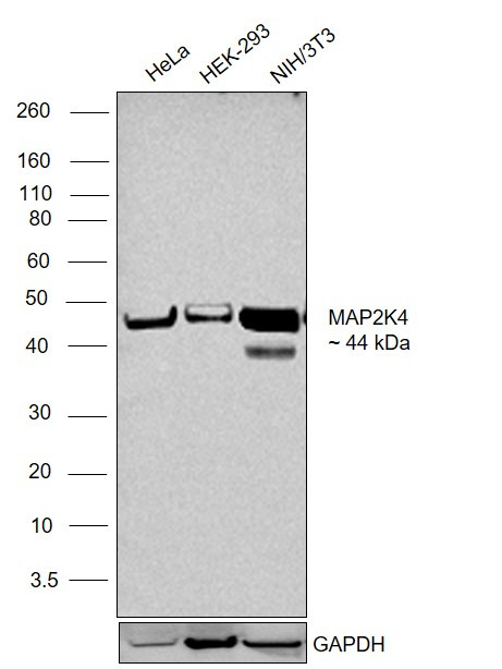 MAP2K4 Antibody in Western Blot (WB)