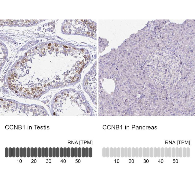 Cyclin B1 Antibody