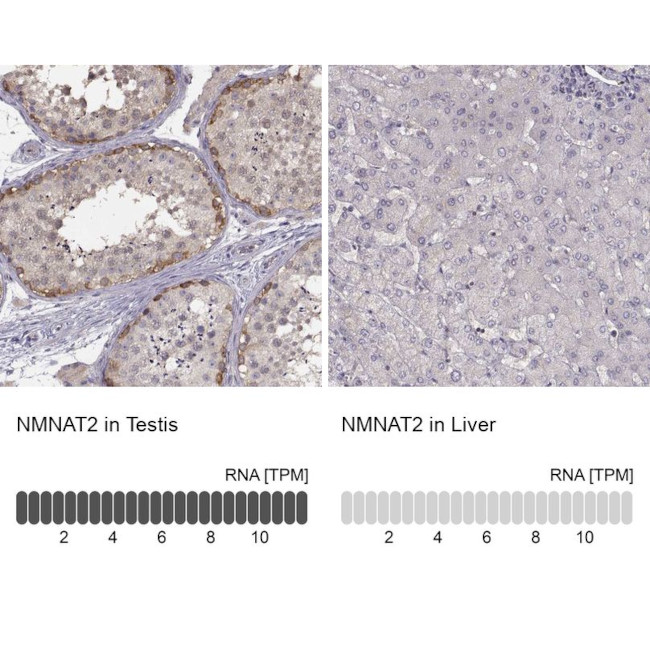 NMNAT2 Antibody