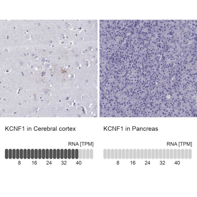 KCNF1 Antibody