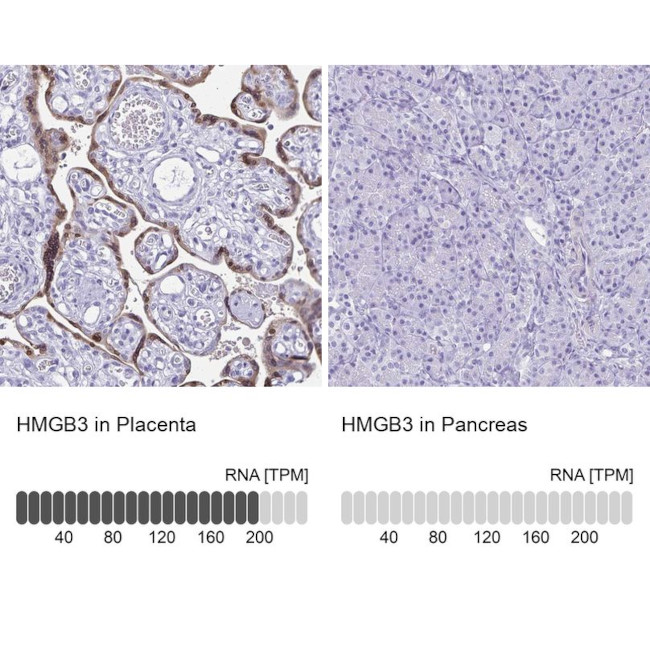 HMGB3 Antibody