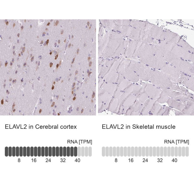 ELAVL2 Antibody