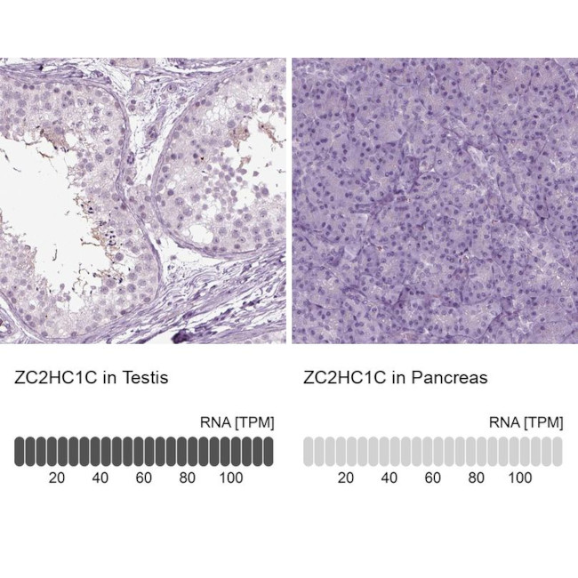 C14orf140 Antibody