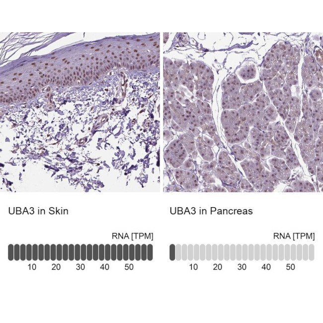 UBA3 Antibody