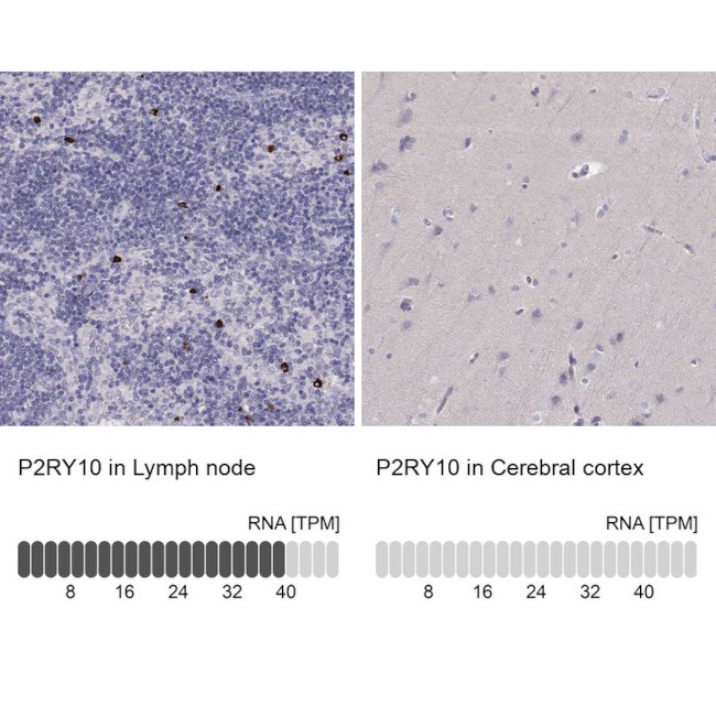 P2Y10 Antibody