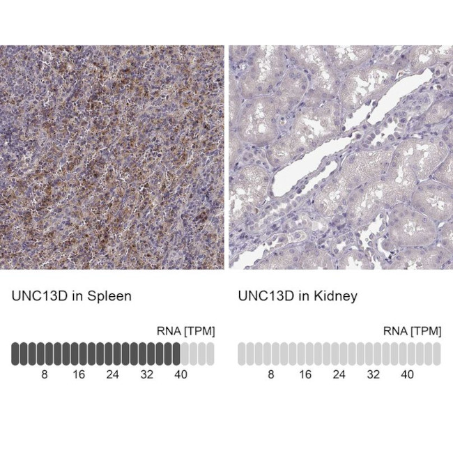 Munc13-4 Antibody