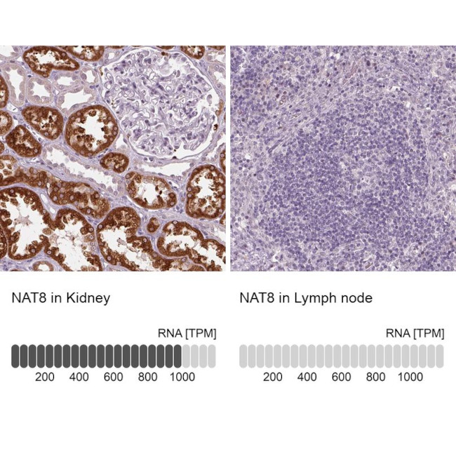 NAT8 Antibody