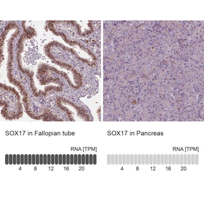 SOX17 Antibody