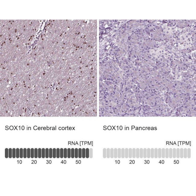 SOX10 Antibody