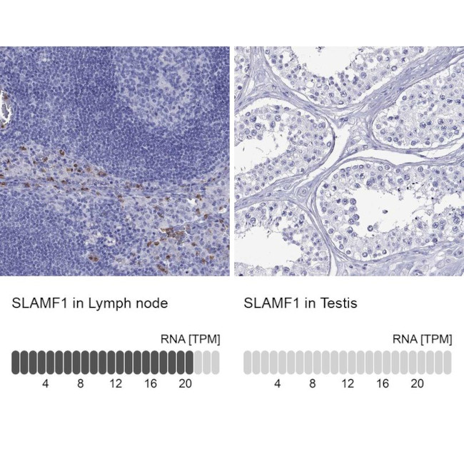 CD150 Antibody