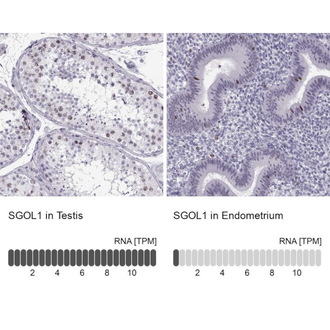 SGOL1 Antibody