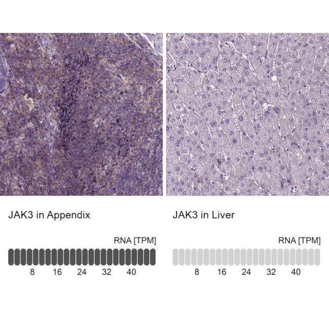 JAK3 Antibody