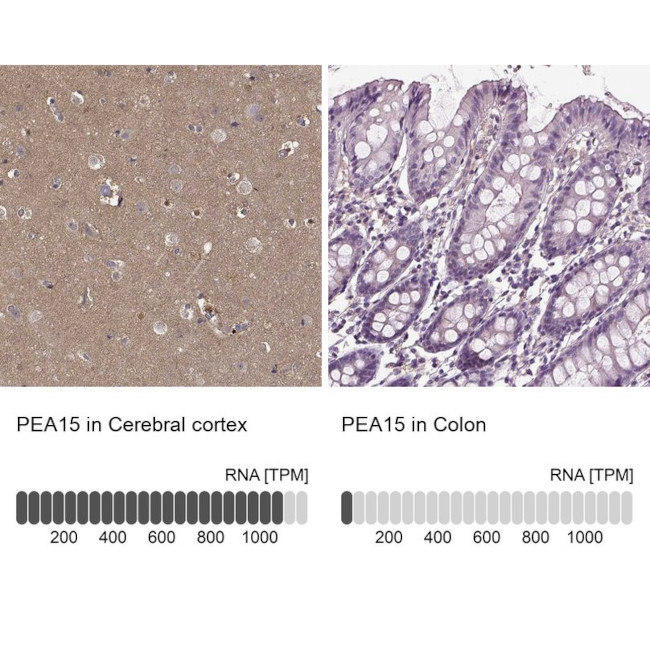 PEA15 Antibody