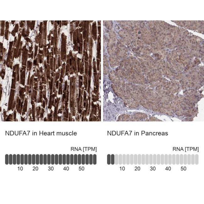 NDUFA7 Antibody