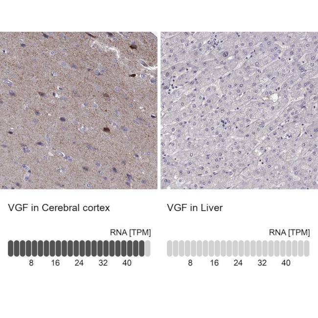 VGF Antibody