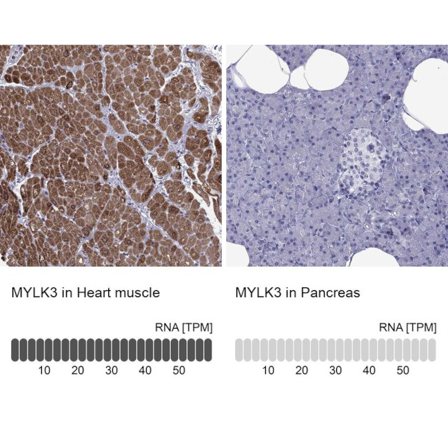 MLCK Antibody