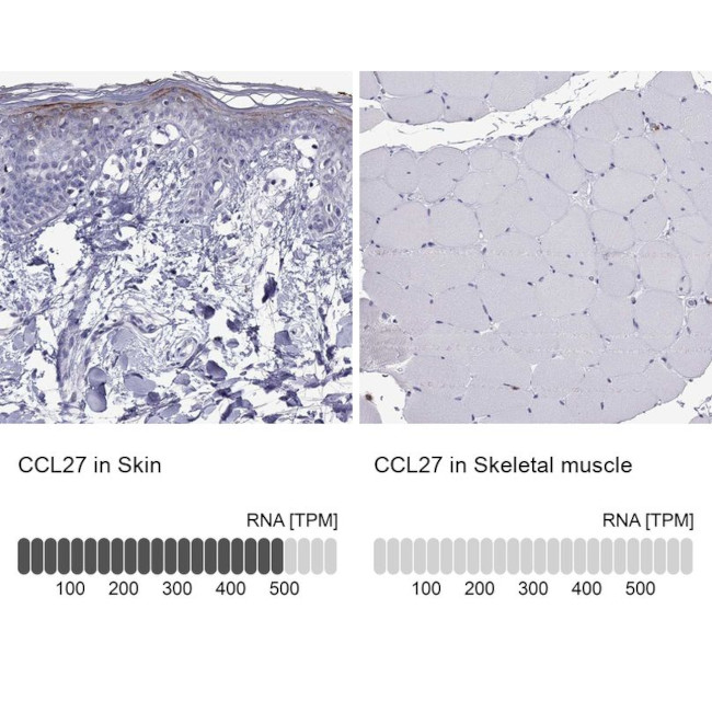 CCL27 Antibody