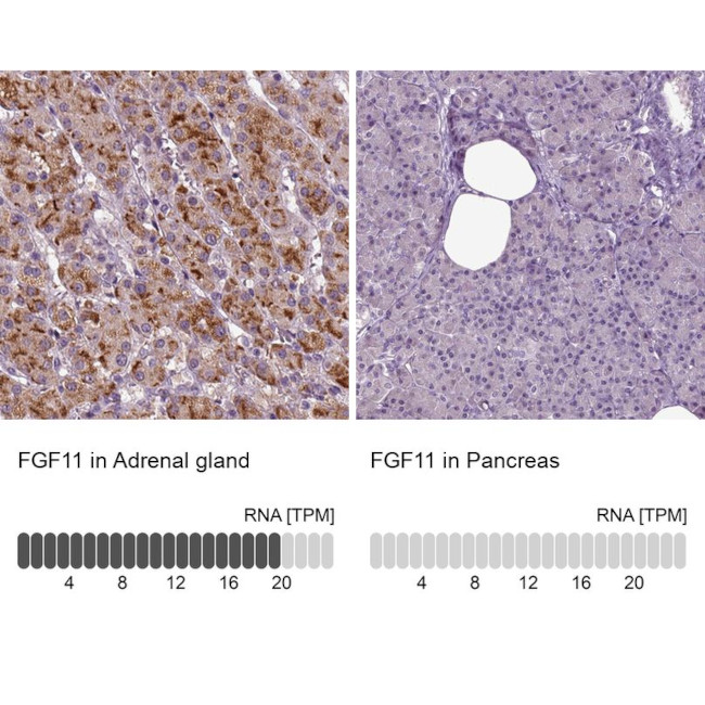 FGF11 Antibody