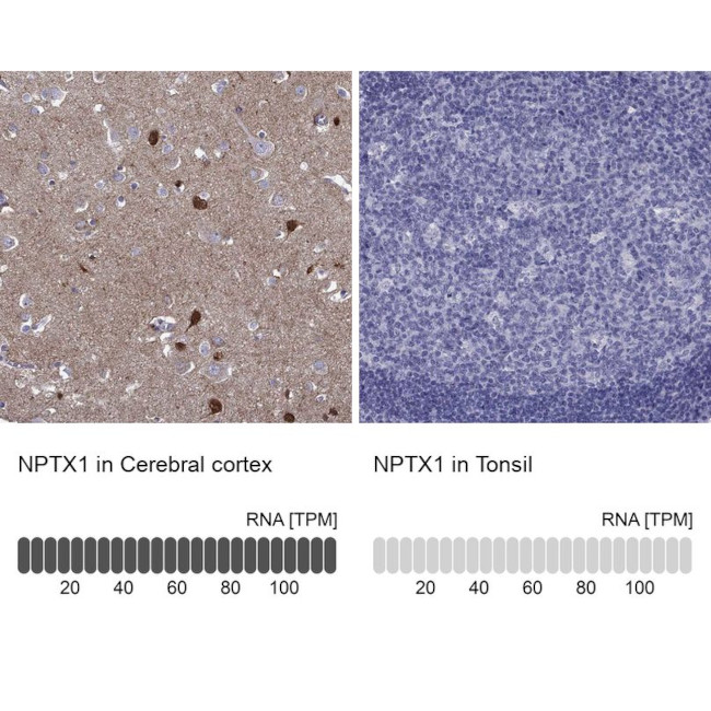 NPTX1 Antibody