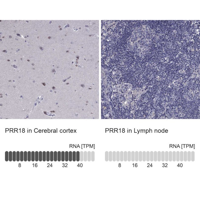 PRR18 Antibody