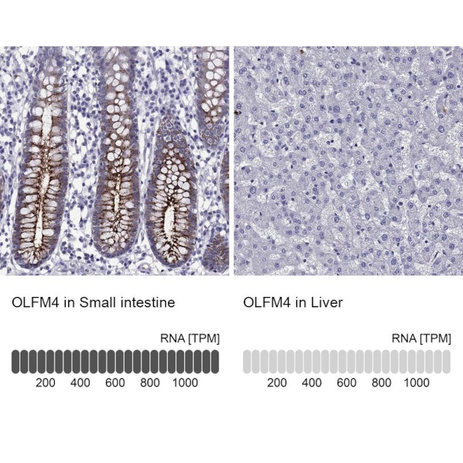 OLFM4 Antibody